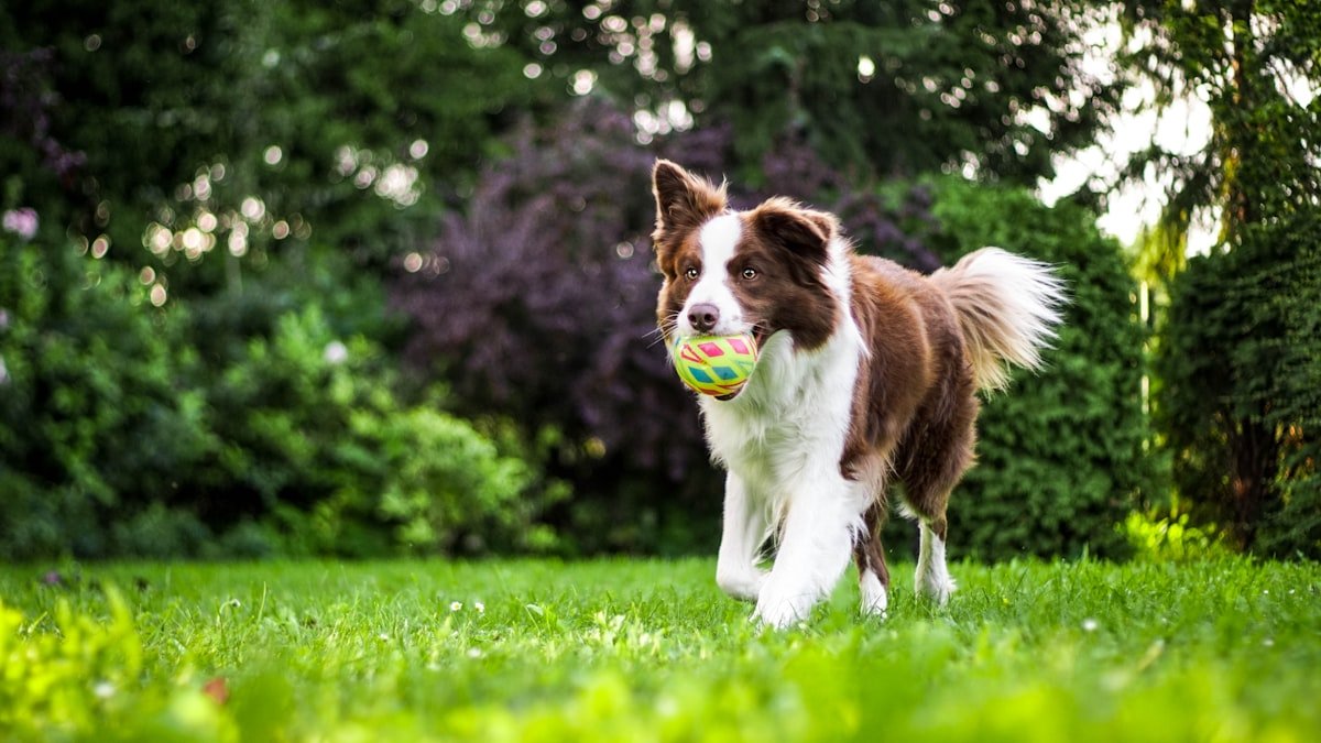 Beware of Dog sign on fence — research shows this sign alone may not deter burglars and can backfire